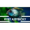 23.8.2026 Vstupenka na Ryby a rybičky